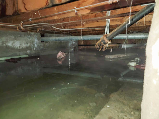 Best Mold removal after water damage  in Kinnelon, NJ